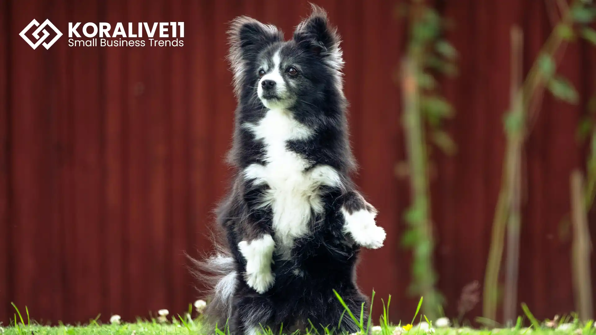 Marketing Your Doggy Daycare