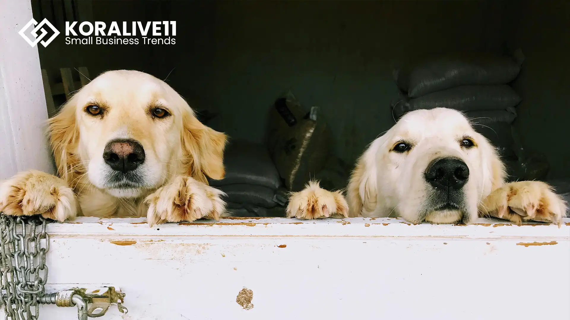 Setting Up Your Doggy Daycare Facility