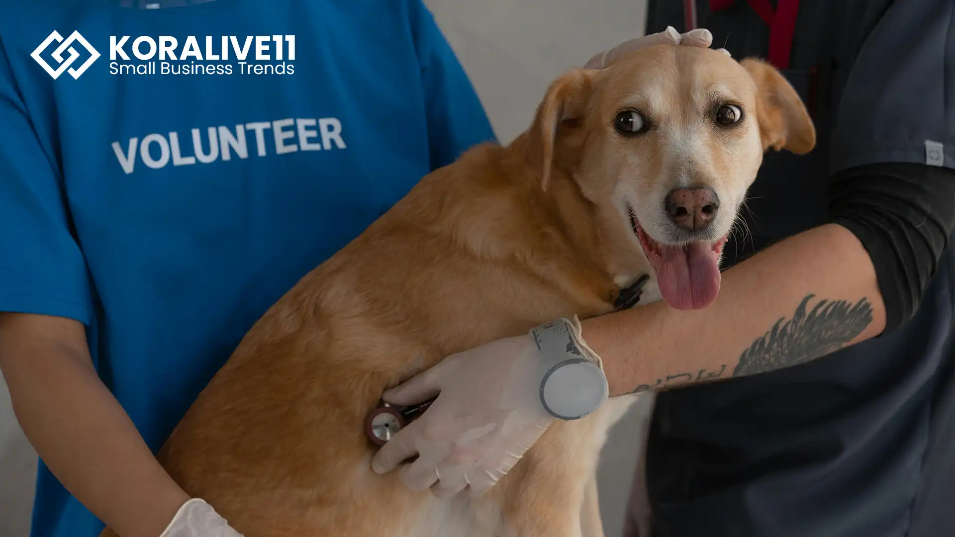 Understanding the Doggy Daycare Business